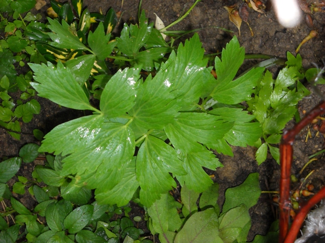 Video recept: Sirova vegeta